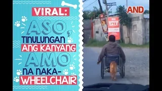 Viral: Aso, tinulungan ang kanyang amo na naka-wheelchair