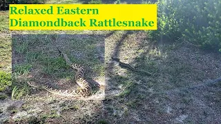 Calm and Disinterested Eastern Diamondback