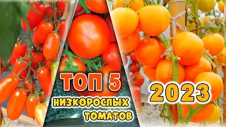 САМЫЕ УРОЖАЙНЫЕ НИЗКОРОСЛЫЕ ТОМАТЫ. Мой ТОП 5 детерминантных томатов 2023