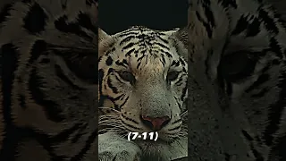 Bengal Tiger (Prime) vs Animal Kingdom