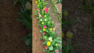 28 апреля, тюльпаны зацвели