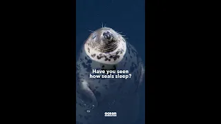 🦭 Seals sleep in a pretty unique way. 💤