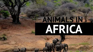 Animals in Africa: Guide to Wildlife On the African Continent