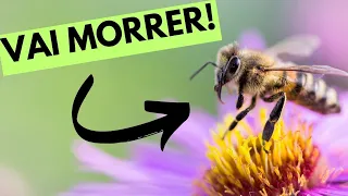 Porque a abelha pica só uma vez e morre ?