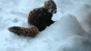 レッサーパンダ　ふかふかの雪の中リンゴを探すキンちゃん