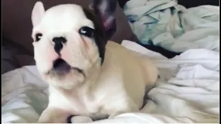 Tiny Frenchie asked for snacks to eat while watching a movie with his friends