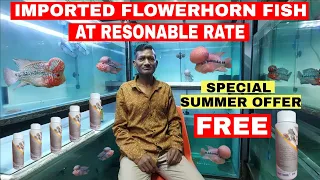 Imported Thailand High Quality SRD Flowerhorn, Magma Flowehorn, KML Flowerhorn At Resonable Rate