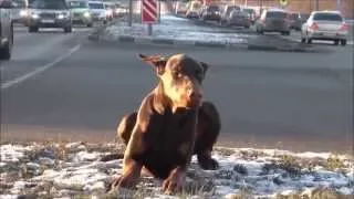 Lost dog (IG @griffit_superdobie). Heart touching song.