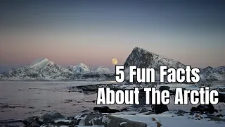 5 Fun Facts About The Arctic