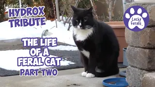 Hydrox TRIBUTE * Part 2 * Feral Cat Video COMPILATION * The Life Of A Feral Cat * 2018