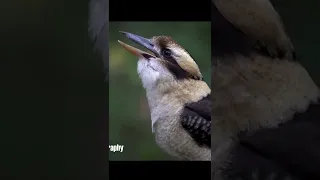 Kookaburra Belting one Out!