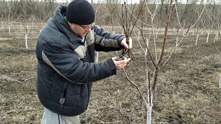 Обрезка черешни.