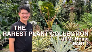 Huge And Diverse Rare Plant Collection of Home (Sappasiri) in Bangkok, Thailand - Part 1