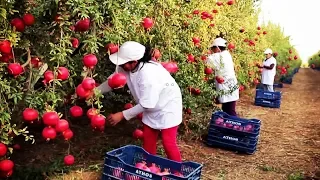 Awesome Agriculture Technology: Pomegranate Cultivation - Pomegranate Farm and Harvest