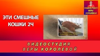 Эти смешные кошки 2ч