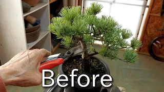 [Бонсай bonsai] Настройка материала (японская сосна) для маленького бонсай