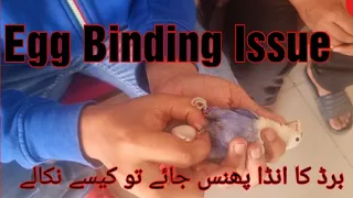 Egg binding issue and solution