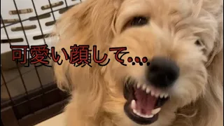 小型犬ミロの本気顔をご覧下さい…#ダックスフンド #ダップー #トイプードル #mix #ミックス犬