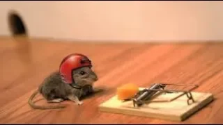 Мышь не ловится в мышеловку?The mouse is not caught? What should I do? Решение есть!