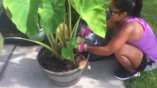 FINALLY - Harvesting TARO ROOT - Hidden Garden in Front Yard