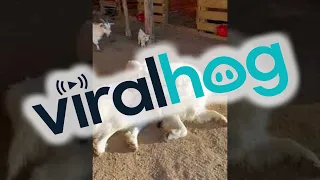 Guard Dog is Very Gentle with Baby Goats || ViralHog