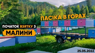 Взяток на лісовій малині. Перевозка пасіки в гори!