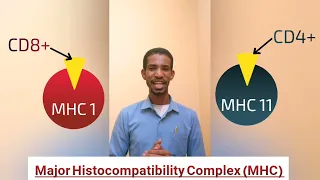 شرح مبسط لل Major Histocompatibility Complex (MHC) #طبيب_سوداني_TSD