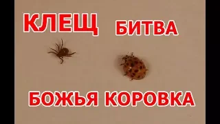 КЛЕЩ и БОЖЬЯ КОРОВКА Битва будет!?