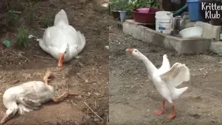 Overprotective Goose Cries Out For Brother With A Twisted Neck | Kritter Klub