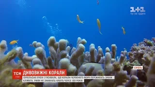 Ізраїльські вчені з'ясували, що коралові рифи Червоного моря переживуть зміни клімату