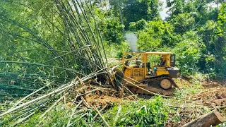 Wow CAT D6R XL Bulldozer Releases Full Power Pushing Bamboo Tree Roots