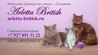 Милые котята играют. Британцы. Лиловые котята. Маленькие котята. Питомник
