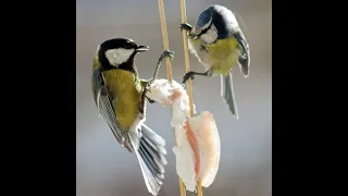 Great tit and blue tit fighting for lard #Shorts