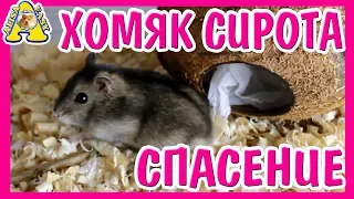 СПАСАЮ ПИТОМЦА / ДЖУНГАРСКИЙ ХОМЯЧОК / ХОМЯК СИРОТА / To save a hamster / я Алиса Изи