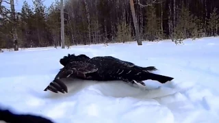 Удачная зимняя охота с карабином Барс 4 -1 ... Глухарь