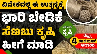 How To Start Jute Farming? Jute Cultivation In Kannada | ಸೆಣಬು ಬೆಳೆಯುವ ವಿಧಾನ | Profitable Farming