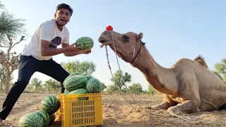 चलो पता करते है ऊँट कितने किलो तरबूज खायेगा - How Much Watermelon Will A Camel Eat 😎