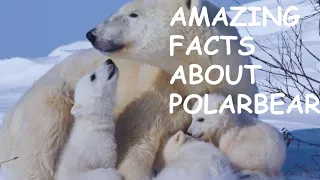 😱💥Mind-Blowing Polar Bear Facts