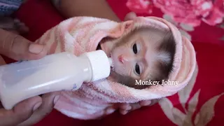 Infant Newborn Monkey Drink Milk So Warm In Towel, Baby Monkey Beautiful Sound Sucking Bottle Milk