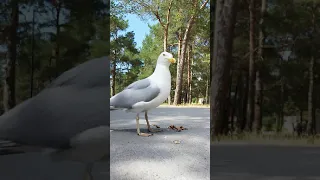 We study birds. European herring gull. Мы изучаем птиц. Европейская серебристая чайка.