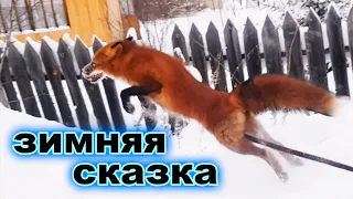 Прогулка с Лисом по Зимней Сказке)) - Жизнь с Лисой / MIKI THE FOX