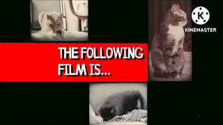 The Following Film is RESTRICTED - Kitty Cats Remake