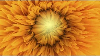 Футаж- Фон🏵️ Желтая хризантема🏵️ Background Yellow Chrysanthemum