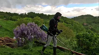 I Replant Vine and Mowing Season Started