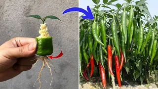 Anyone can propagate peppers using this method | Relax Garden