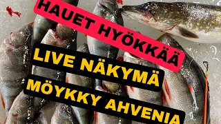 Pottu pilkkii 2022- JAKSO 11- HAUET HYÖKKÄÄ- LIVE NÄKYMÄ- MÖYKKY AHVENIA