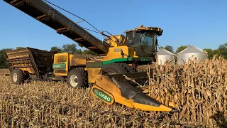 Central Illinois seed corn harvest