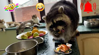 How to Switch to Fruits When Meat is Unavailable to a Raccoon, It’s Very Easy