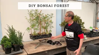 DIY Bonsai Forests