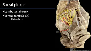 Sacral Plexus and Pudendal Nerve M1 Perineum SDV